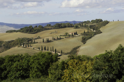 Winding Cypress Road in Val d Orcia