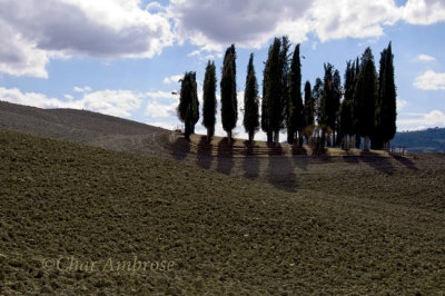 Group of Cypress Trees in Val d'Orcia
