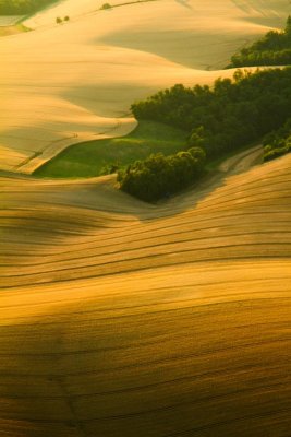 Les blés d'or