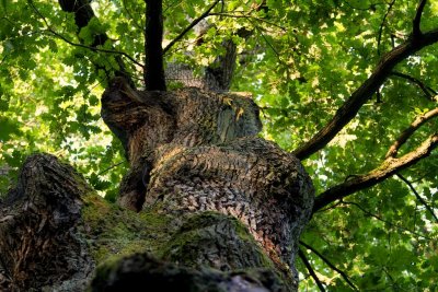 De retour en forêt