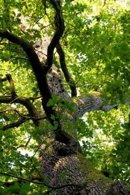 Du haut de ce chêne, 8 siècles vous contemplent