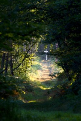 En forêt