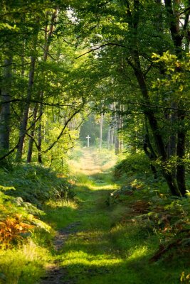 En forêt