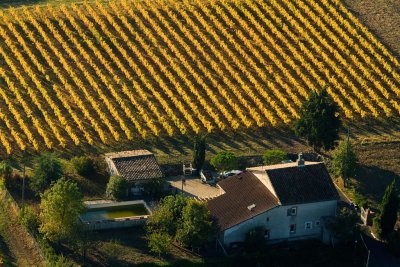 Vignes en automne