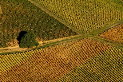 Vignes en automne