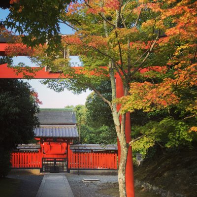 Torii covered by maple leaves at Tenryuji Temple