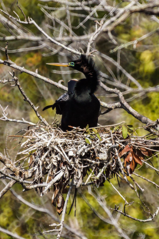 Anhinga