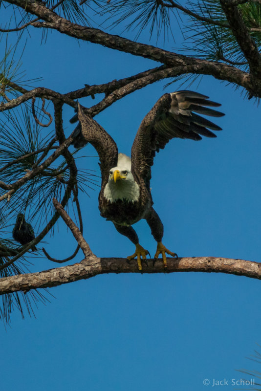 Bald Eagle 1.jpg