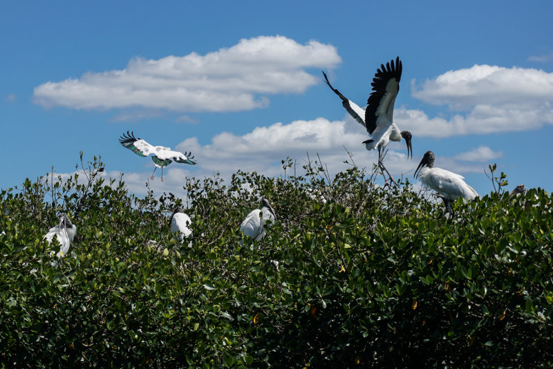 Wood Stork 2.jpg