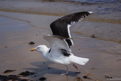 Great Black Back Gull