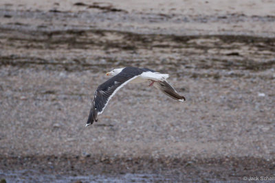 Great Black Back Gull 2