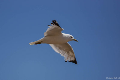 Ring-billed Gull 2