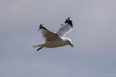 Ring-billed Gull 3