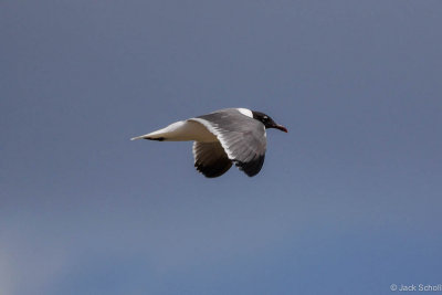 Laughing Gull 2