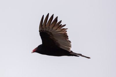 Turkey Vulture