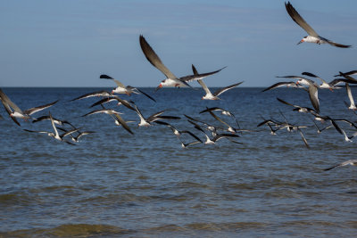 Black Skimmer 8