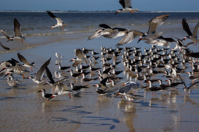 Black Skimmer 5