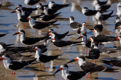 Black Skimmer 4
