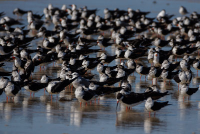 Black Skimmer 3