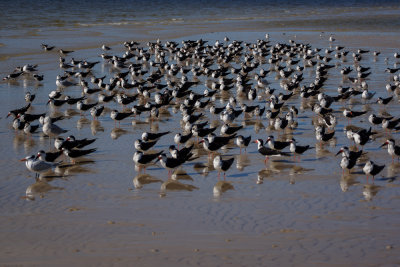 Black Skimmer 2