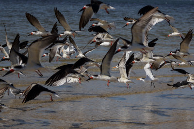 Black Skimmer 6