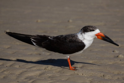 Black Skimmer 1