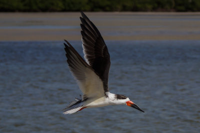 Black Skimmer 10