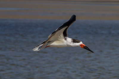 Black Skimmer 11
