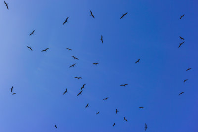Magnificent Frigatebird 2