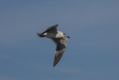 Laughing Gull