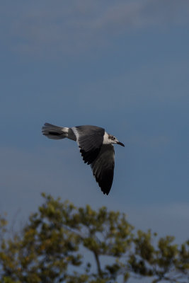 Laughing Gull