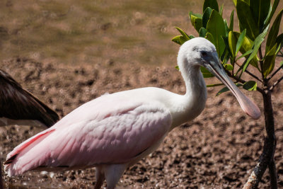 Roseate Spoonbill