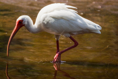 White Ibis