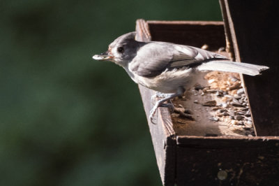 Tufted Titmouse