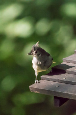 Tufted Titmouse