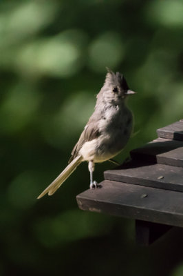 Tufted Titmouse