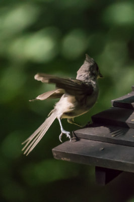 Tufted Titmouse