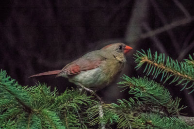 Cardinal