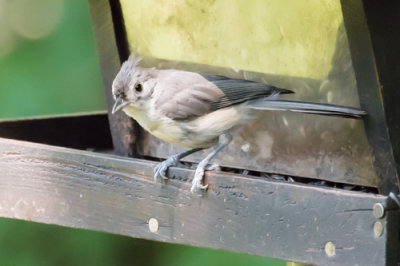 Turfted Titmouse