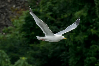Gull