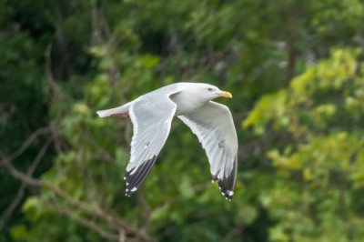 Gull
