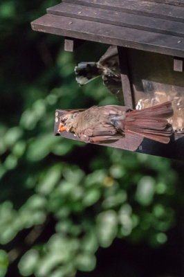 Cardinal