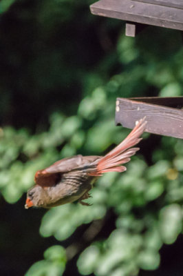 Cardinal