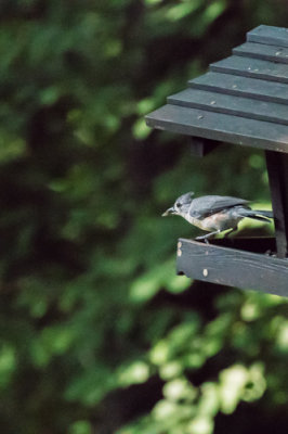 Tufted Titmouse