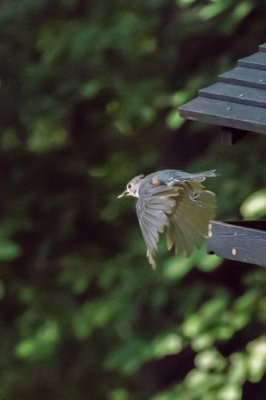 Tufted Titmouse