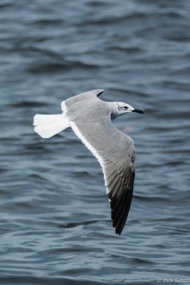 Herring Gull-6927.jpg