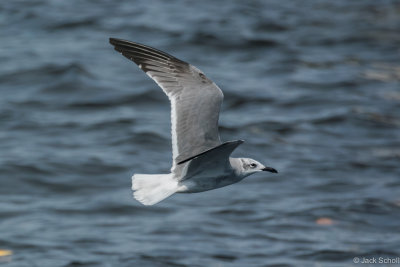 Herring Gull-6928.jpg