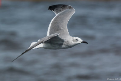 Herring Gull-6939.jpg
