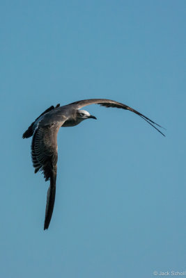 young Herring Gull-8618.jpg