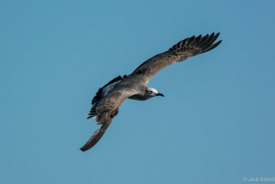 young Herring Gull-8617.jpg
